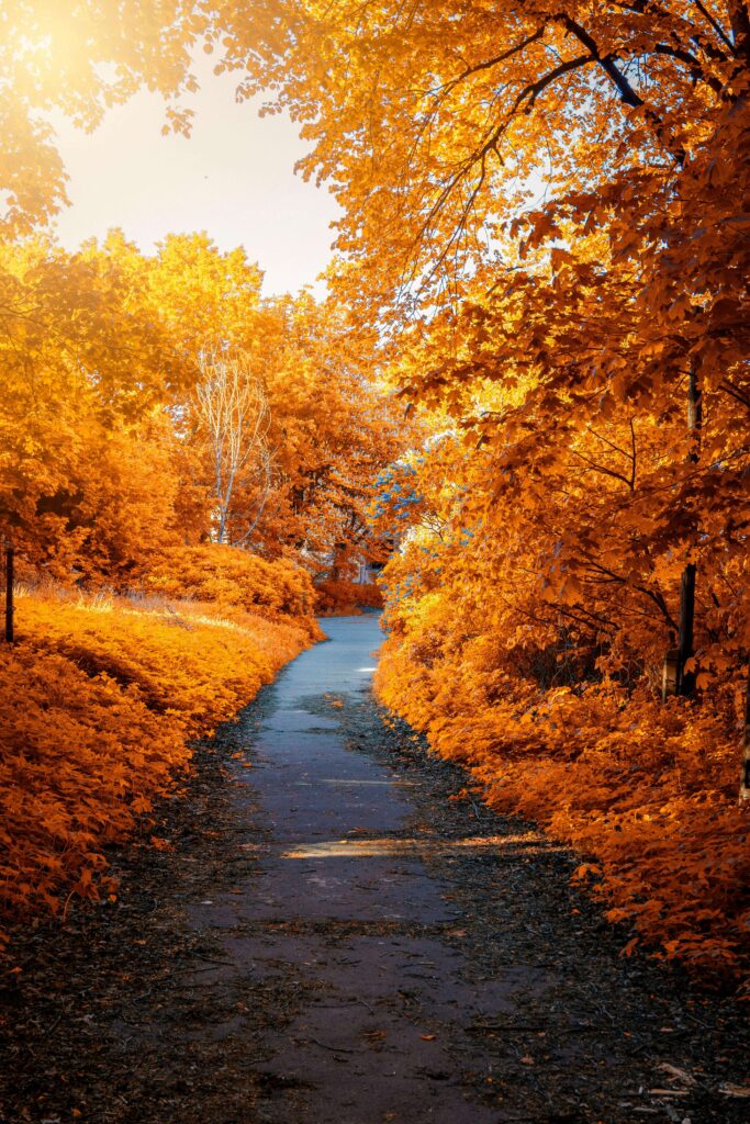 Leaves begin to fall.