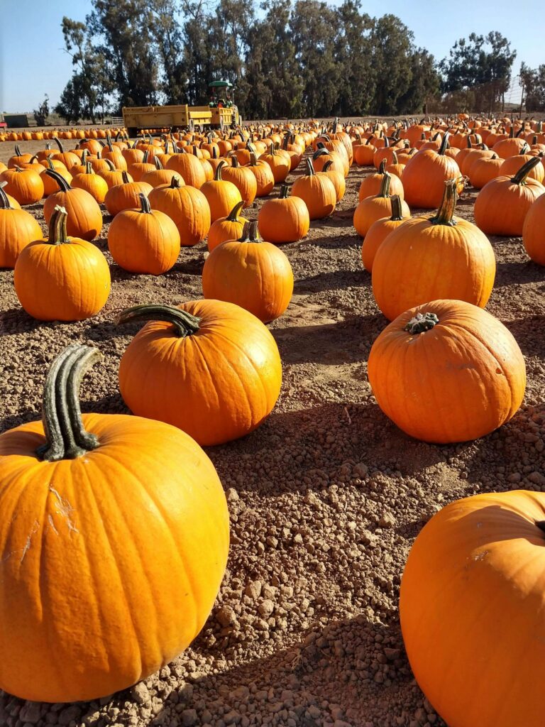 Pumpkins start to come out before fall even begins.