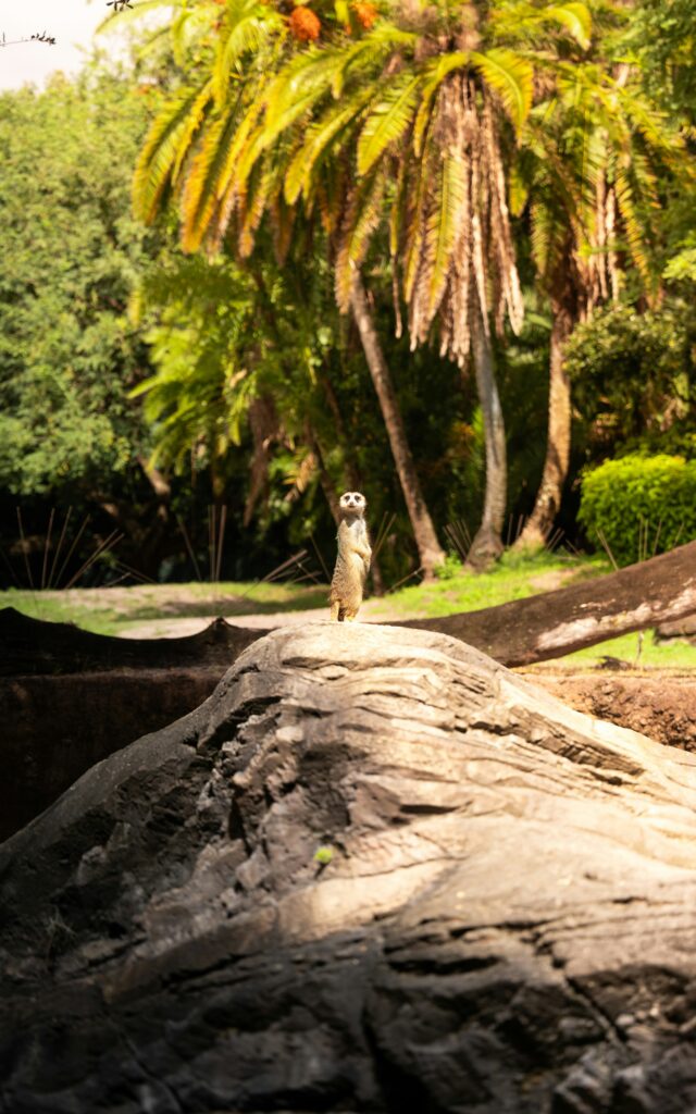 Animal Kingdom Guide