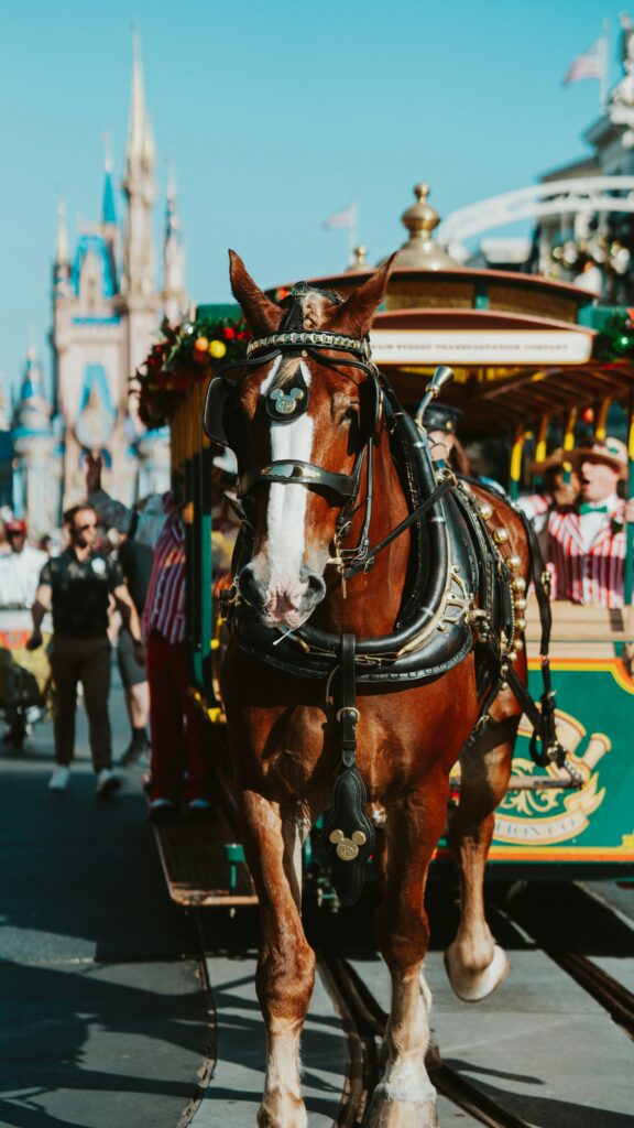 Magic Kingdom